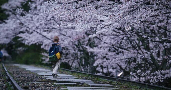 Little boy walking alone on stone path near cherry blossom trees - wide shot