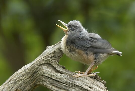 Young Eurasian Nuthatch (Sitta europaea), Schwaz, Tyrol, Austria, Europe