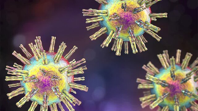 Herpes virus particles, 3D animation showing slowly rotating enveloped virions with icosahedral capsid and surface glycoproteins, illustrating human herpesvirus infection.