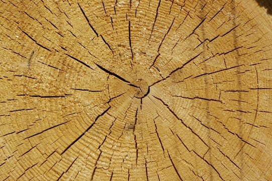Sawed log with annual rings