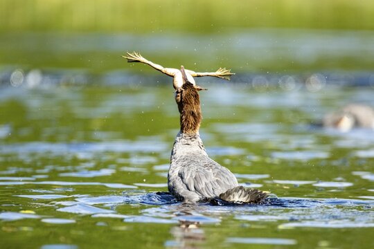 Common merganser. Mergus merganser. A female swallows a bull frog. Lake Wapizagonke. La Mauricie national park. Province of Qu&eacute;bec. Canada