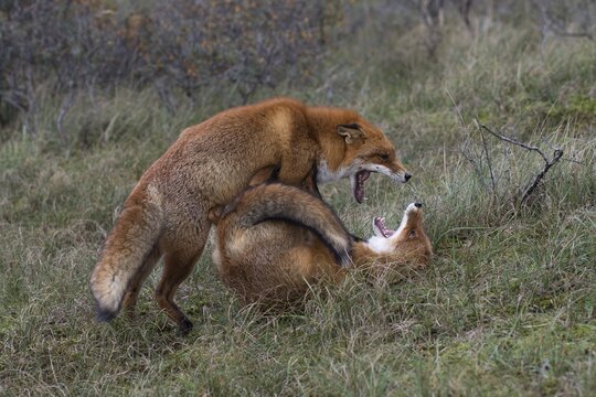 Red foxes (Vulpes vulpes), two fighting males, North Holland, Netherlands