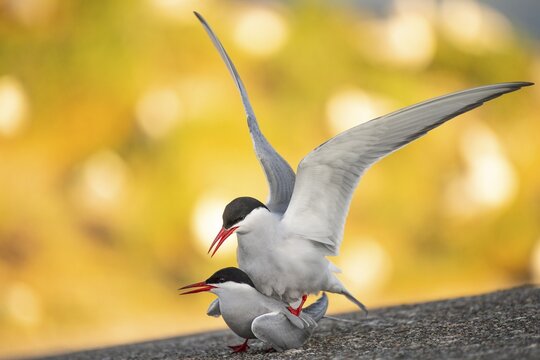 Arctic tern (Sterna paradisaea) mating, Eider barrage, T&ouml;nning, Schleswig-Holstein, Germany