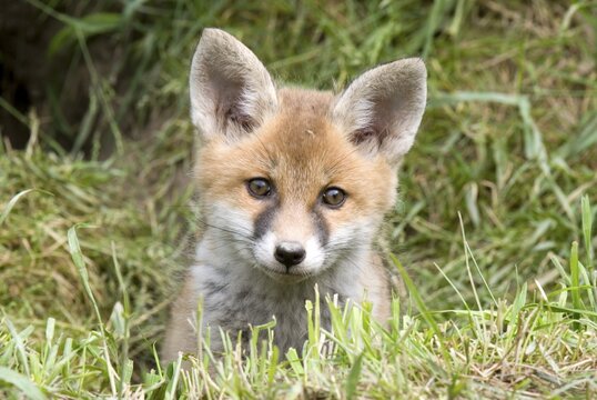 Young Red Fox (Vulpes vulpes), Thaur, Tyrol, Austria, Europe