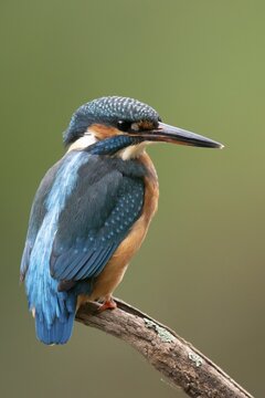 Common kingfisher (Alcedo atthis) sitting on a branch, Germany