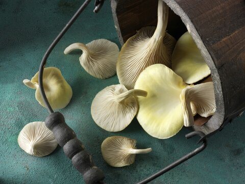 Golden oyster mushrooms (Pleurotus citrinopileatus), freshly picked
