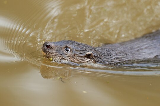 European otter (Lutra lutra) juvenile swimming in a pond, captive