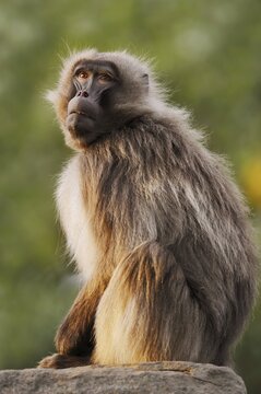 Djelada or gelada baboon (Theropithecus gelada), captive, occurring in Ethiopia