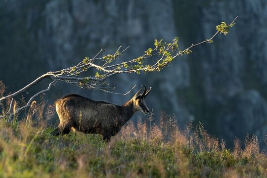 Chamois (Rupicapra rupicapra) stands in a meadow, Vosges, France