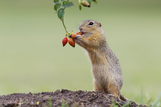 European ground squirrel (Spermophilus citellus) upright, feeding on a rosehip, Austria