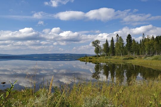 A calm lake reflects the sky and the surrounding trees, the shore is overgrown with grasses, autumn, J&auml;mtland, Sweden