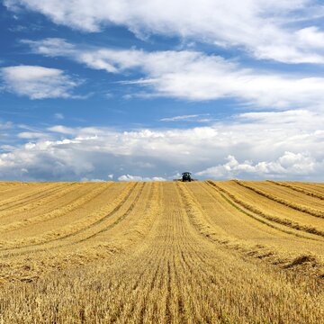 Tractor in stubble field harvesting and turning straw, grain field with dramatic cumulus clouds, approaching thunderstorm, Saalekreis, Saxony-Anhalt, Germany