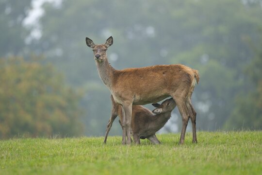 Red Deer (Cervus elaphus), doe or hind suckling an older calf, captive, Lower Saxony, Germany