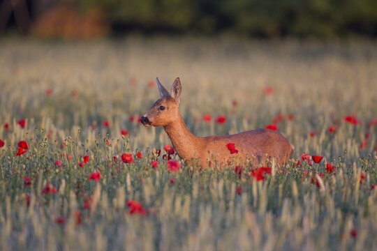 Roe deer (Capreolus capreolus), doe in wheat field with poppies, Suffolk, England, United Kingdom