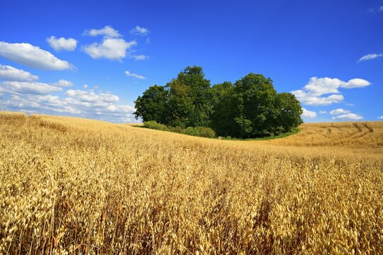 Oat field with field wood under blue sky with cumulus clouds, Uckermark, Brandenburg, Germany