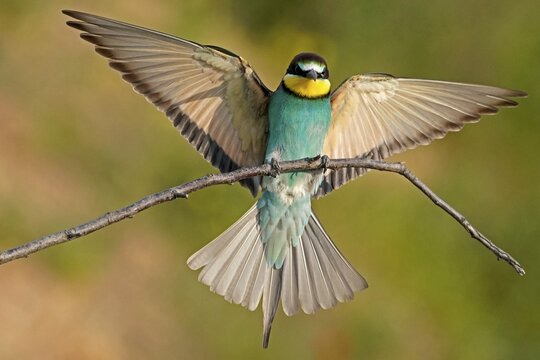 Bee-eater (Merops apiaster) flies with spread wings on branch, Rhineland-Palatinate, Germany