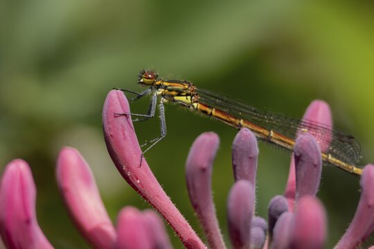 Large red damselfly (Pyrrhosoma nymphula) adult insect resting on a Honeysuckle flower in a garden, England, United Kingdom