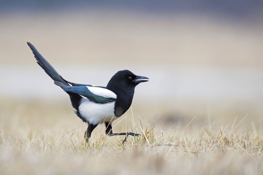 European magpie (Pica pica) in a meadow, Poland