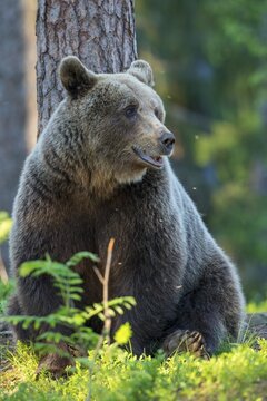 Portrait of a (Ursus arctos) m boreal coniferous forest, Suomussalmi, Karelia, Finland