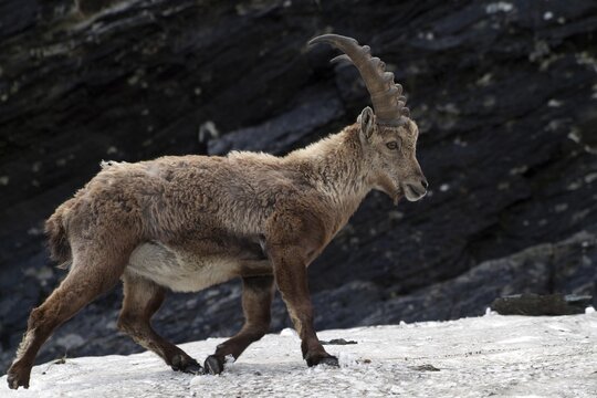 Male Alpine Ibex (Capra ibex), Hohe Tauern National Park, Carinthia, Austria, Europe