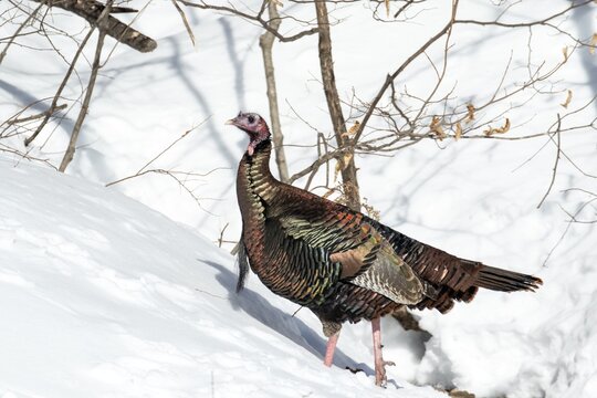 Wild turkey (Meleagris gallopavo), male feeding at a bird feeder, city of Saint-Mathieu du Parc, province of Quebec, Canada,