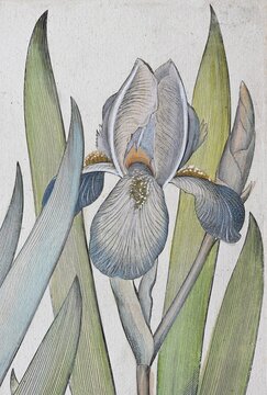 Irises (Iris) latifolia irises violaceo vulgaris coerulea, hand-coloured copper engraving by Basilius Besler, from Hortus Eystettensis, 1613