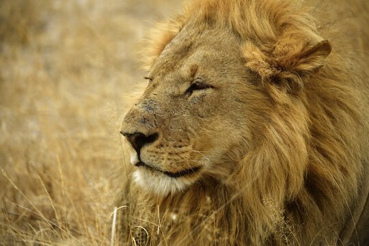 Lion (Panthera leo), male, animal portrait, Moremi National Park, Moremi Wildlife Reserve, Okavango Delta, Botswana