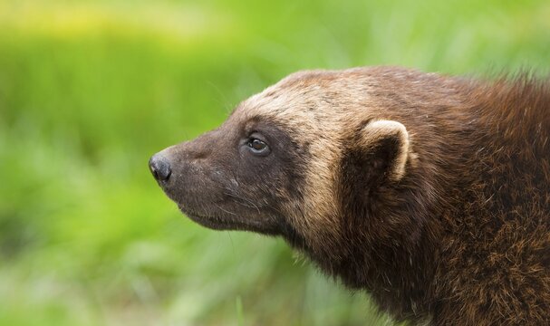 Wolverine (Gulo gulo), portrait, captive, Germany