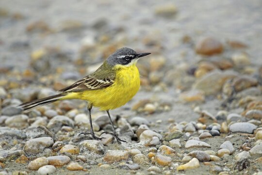 Yellow wagtail (Motacilla flava), Burgenland, Austria, Europe