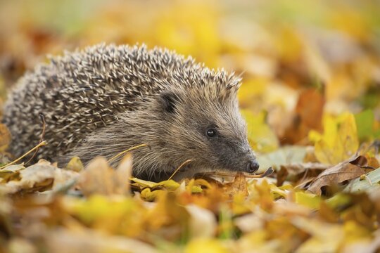 European hedgehog (Erinaceus europaeus) adult animal walking across fallen autumn leaves, England, United Kingdom