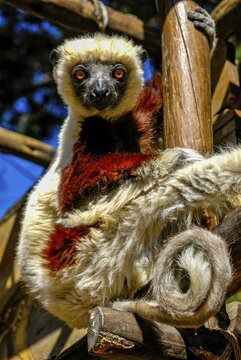 Coquerel-Sifaka (Propithecus coquereli), Madagascar