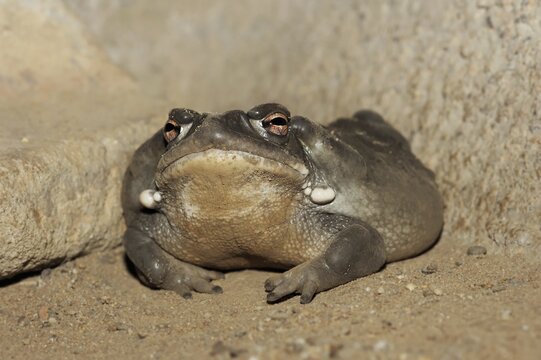 Colorado toad or Sonora desert toad (Incilius alvarius. Bufo alvarius), captive, occurrence in North America