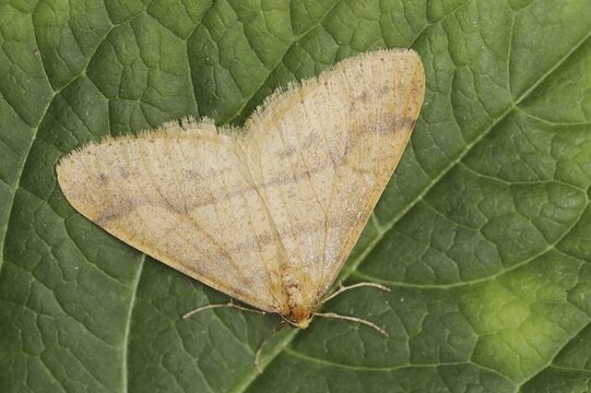 Scarce umber (Agriopis aurantiaria), male, North Rhine-Westphalia, Germany