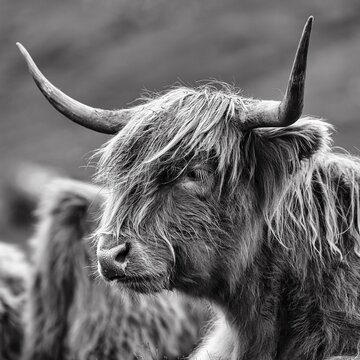 Scottish Highland Cattle (Bos primigenius f. taurus), Highland Cattle or Kyloe, head picture, monochrome, Isle of Lewis and Harris, Outer Hebrides, Hebrides, Scotland, Great Britain
