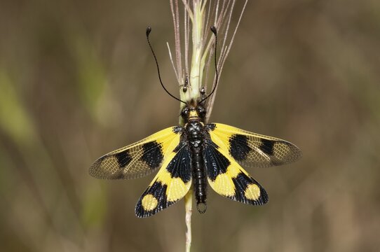 Diurnal Owlfly (Libelloides macaronius), open wing position, Palaiokastro, S&eacute;rres, Macedonia, Greece