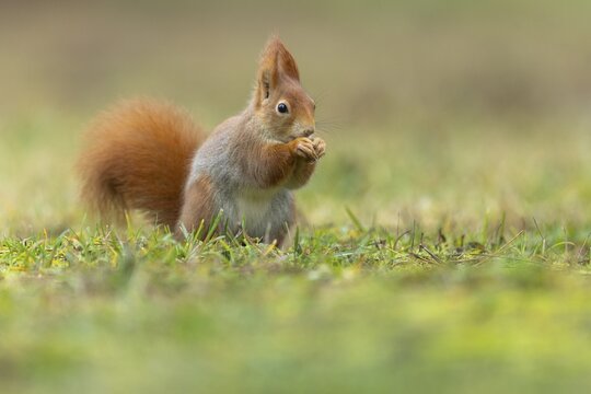 Eurasian red squirrel (Sciurus vulgaris) in a meadow, wildlife, Germany