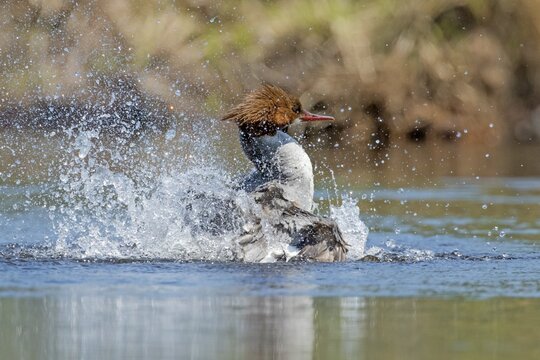 Common merganser (Mergus merganser), female splashing while toiletting, La Mauricie national park, province of Quebec, Canada,