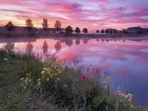 Quiet lake at dawn, wildflowers and poppies on the shore, trees are reflected, Thuringia, Germany
