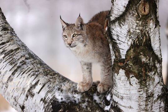 Eurasian lynx (Lynx lynx) on a tree in winter, Czech Republic