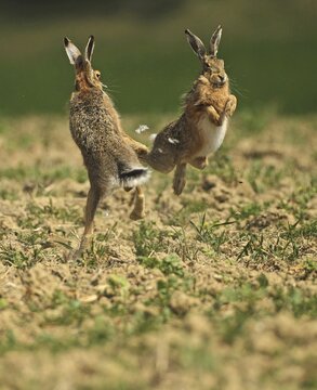 European hare (Lepus europaeus) Mating season, so-called gathering time, males quarrelling with each other, Lower Austria, Austria