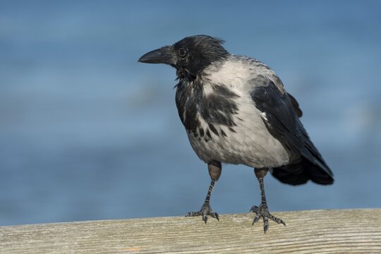 Hooded Crow (Corvus corone cornix) perched on railing, Mecklenburg-Western Pomerania, Germany