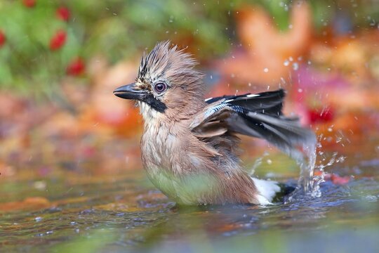 Eurasian jay (Garrulus glandarius) bathes in shallow water with autumn leaves, Solms, Hesse, Germany