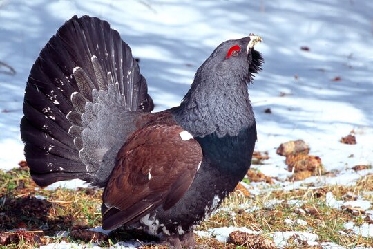 Wood Grouse (Tetrao urogallus) during mating season, North Tyrol, Austria, Europe