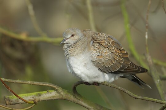 Turtle dove (Streptopelia turtur) perched in a tree, Norfolk, England, United Kingdom