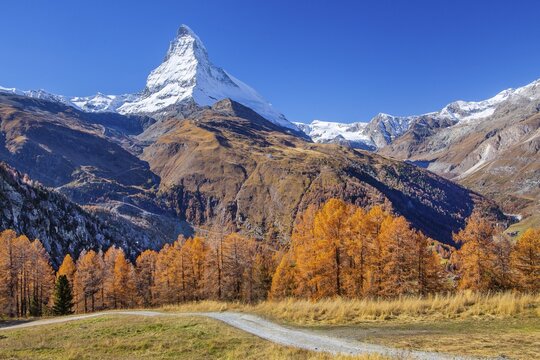 Hiking trail on the Riffelalp with golden yellow larches and Matterhorn 4478m in autumn, Zermatt, Mattertal, Valais, Switzerland