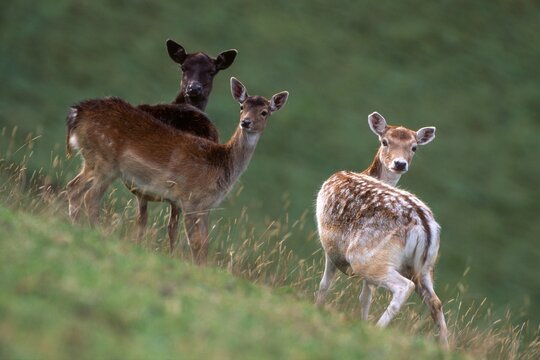 Fallow Deer (Dama dama), Aurach, Tyrol, Austria, Europe
