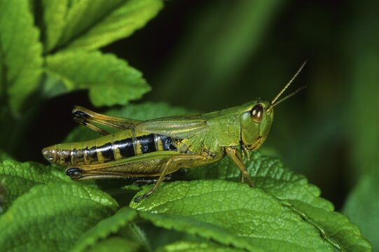 Meadow Grasshopper (Chorthippus parallelus), female
