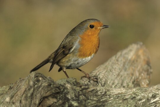 Robin (Erithacus rubecula)