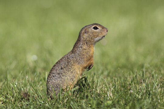 European ground squirrel (Citellus citellus), standing upright, Illmitz, Burgenland, Austria