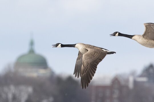 Canada geese (branta canadensis), pair flying along the Saint lawrence river. province of Quebec. Canada,